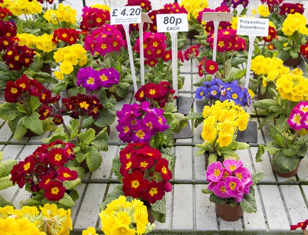 Display of bright polyanthus plants Ladybird Nurseries garden centre, Gromford, Suffolk, England,
