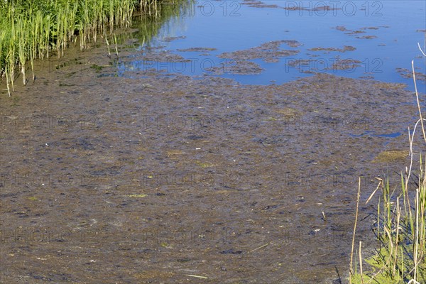 Surface pond weed decaying caused by eutrophication of water in drainage ditch, Hollesley, Suffolk,