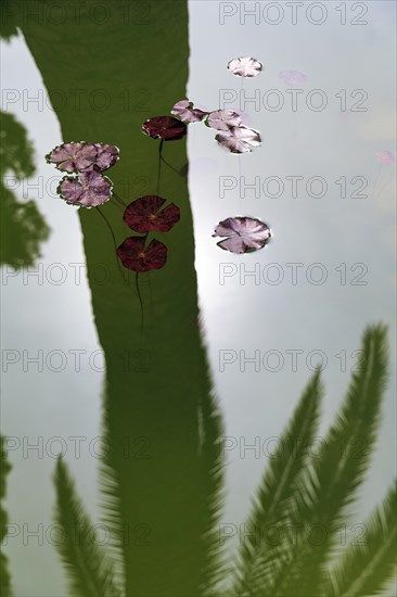 Water lily leaves on a pond, shadow cast by a palm tree, symbolising silence, contemplation,