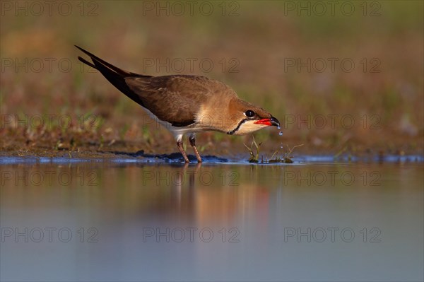 Collared pratincole (Glareola pratincola) drinking water, Danube Delta Biosphere Reserve, Romania,
