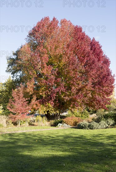 Liquidambar styraciflua, American sweetgum or redgum, in autumn leaf foliage, Woodbridge, Suffolk,