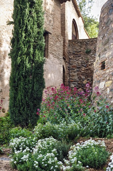 Red valerian (Centranthus ruber) in historic gardens, Generalife Gardens, Alhambra, Granada, Spain,