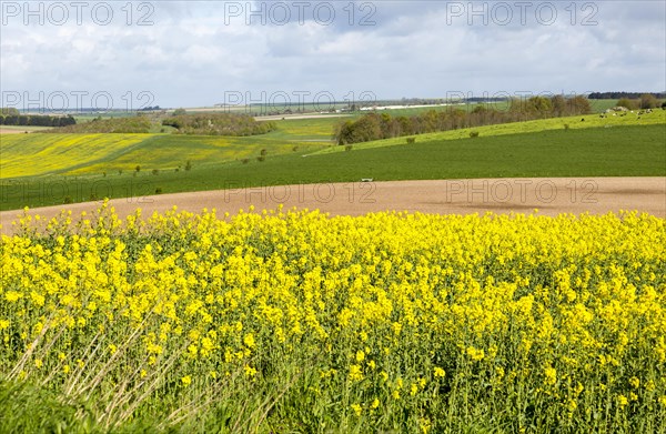 Yellow flowering oil seed rape crop growing on Salisbury Plain, near Orcheston, Wiltshire, England,