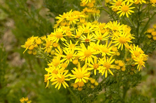 Yellow Common Ragwort flowers, Senecio jacobaea L., growing in Suffolk Sandlings, near Shottisham,