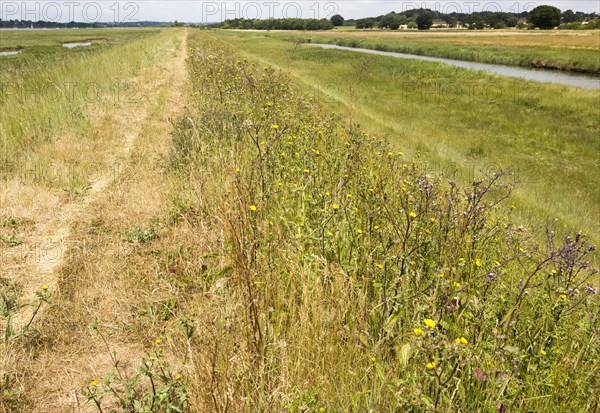 Prickly oxtongue, Helminthotheca echoes, Picris echiodes, flood defence wall of River Deben,