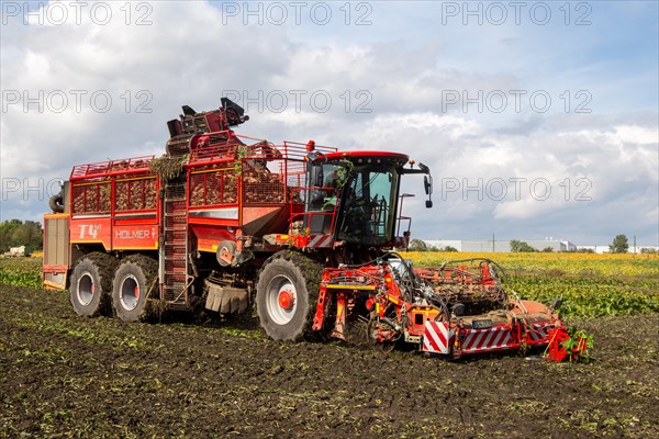 Sugar beet harvest in the Palatinate: The large mountains full of sugar beet at the edge of the