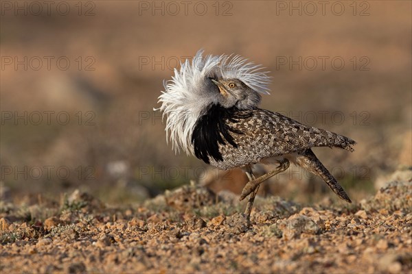 Saharan Houbara Bustard (Chlamydotis undulata fuertaventurae), mating male, Fuerteventura, Spain,