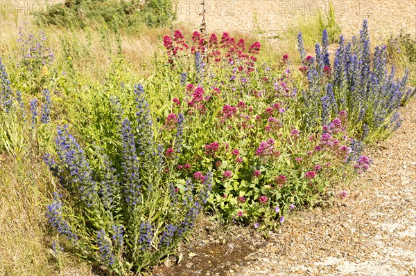 Valerian, Valeriana officinalis, and Viper's bugloss, echium vulgare, flowering at Shingle Street,