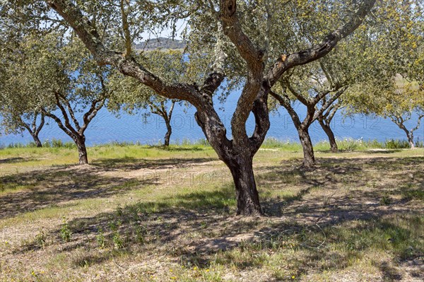 Ok tress on bank of reservoir lake at Mourao, Alentejo Central, Evora district, Portugal, southern