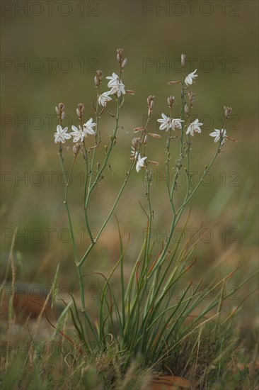 Onion-leafed asphodel (Asphodelus fistulosus), perennial, Affodil family, Asphodelaceae,