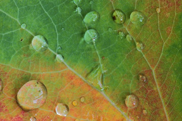 Leaf of downy birch (Betula pubescens), detail, macro, deciduous leaf, water drop, autumn, yellow,