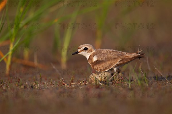 Kentish plover (Charadrius alexandrinus) Female breeding on the ground at the water's edge, Danube