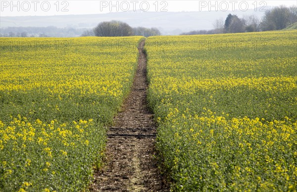 Footpath crossing filed of yellow flowering oilseed rape crop, near Wroughton, Wiltshire, England,