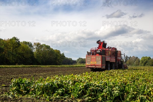 Sugar beet harvest in the Palatinate: The large mountains full of sugar beet at the edge of the