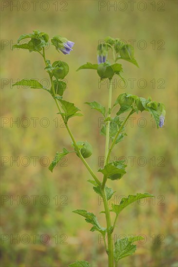 Bladder cherry (Physalis alkekengi), blossoms, twig, branch, nature photography, Wicker,