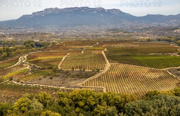 Autumn landscape looking over fields of grape vines, looking from Briones, La Rioja Alta, Spain,