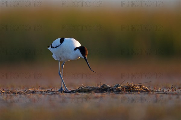 Black-capped avocet (Recurvirostra avosetta) Old bird over clutch, Danube Delta Biosphere Reserve,