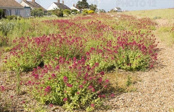 Valerian flowering, Valeriana officinalis, growing vegetated shingle beach, Shingle Street,