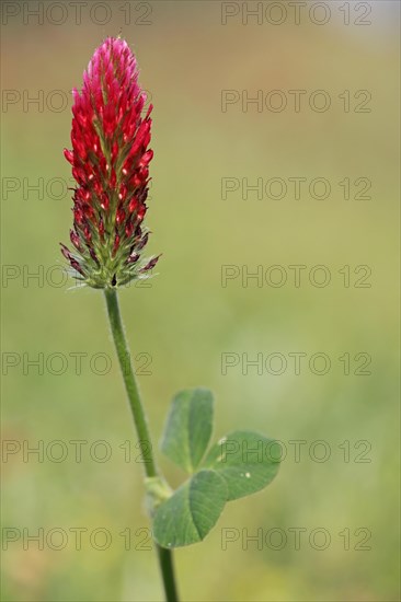 Crimson clover (Trifolium incarnatum) with stem and flower, shamrock, nature photography,