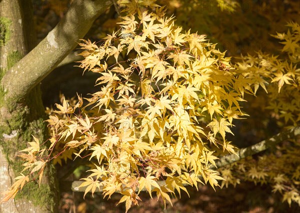 Japanese maple tree in autumn colour, Acer Palmatum, National arboretum, Westonbirt arboretum,