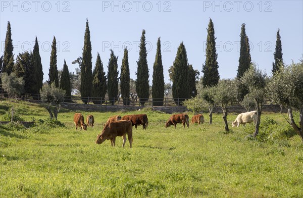 Cows grazing in field in countryside near Evora, Baixo Alentejo, Almendras, near Evora, Portugal,