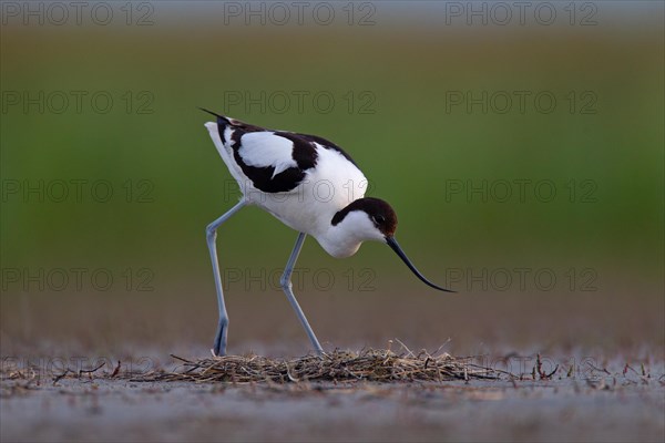 Black-capped avocet (Recurvirostra avosetta) Old bird over clutch, Danube Delta Biosphere Reserve,