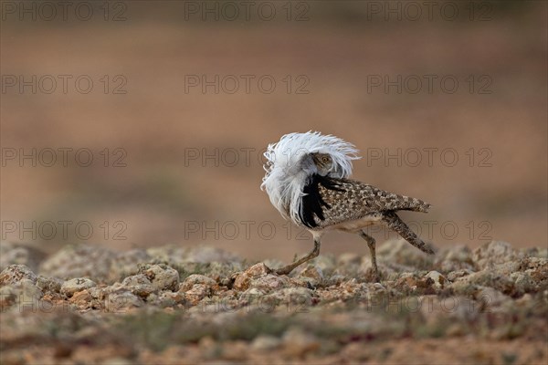 Saharan Houbara Bustard (Chlamydotis undulata fuertaventurae), mating male, Fuerteventura, Spain,