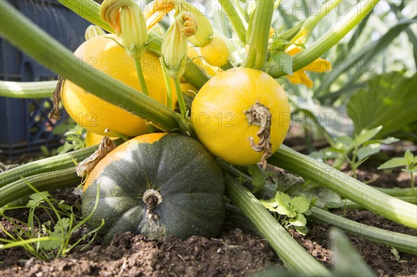 Close up at ground level of courgette zucchini plant growing yellow round fruit Suffolk, England,