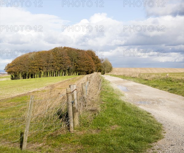 Beech copse on chalk scarp slope landscape on Ridgeway, west of Hackpen Hill, Broad Hinton,