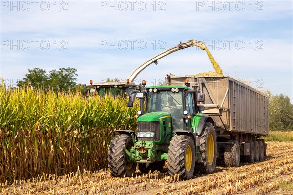 Rhineland-Palatinate, Germany: Maize harvesting (maize chopping) for the Alexanderhof biogas plant