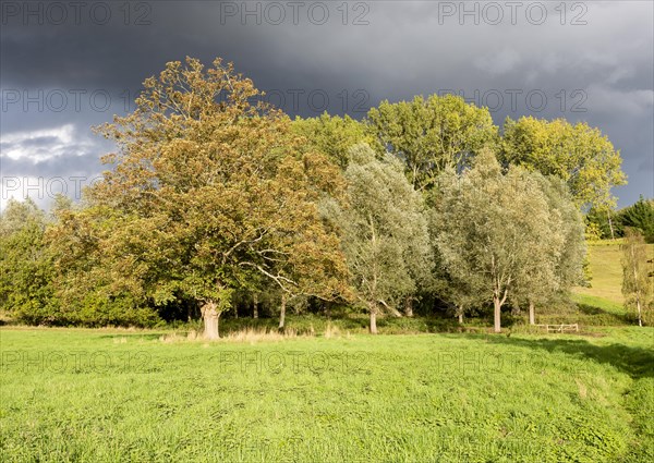 Dramatic stormy sky bright sunshine on sycamore, willow and lime trees, Methersgate, Suffolk,