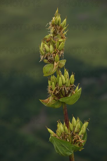 Great yellow gentian (Gentiana lutea) in an inflorescence, Hahnenkopf, Fontanella, Faschina,