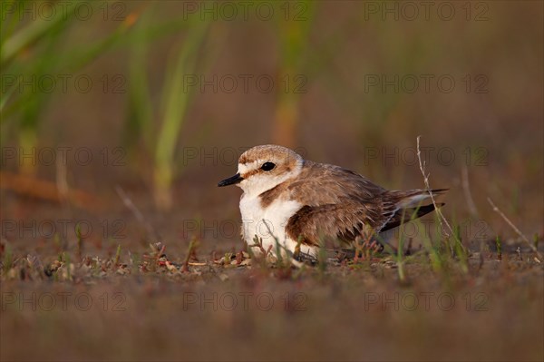 Kentish plover (Charadrius alexandrinus) Female breeding on the ground at the water's edge, Danube