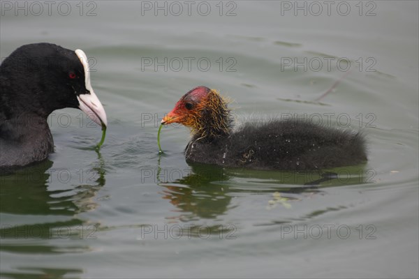 Common coot (Fulica atra), mother as a role model for young animal feeding, learning, swimming,