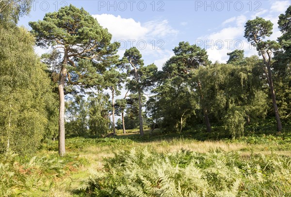 Heathland vegetation with Scots pine tree, Pinus sylvestris, Sutton Heath, near Shottisham,
