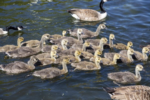 Branta canadensis Canadian geese Goslings on River Avon, Stratford- upon-Avon, Warwickshire,