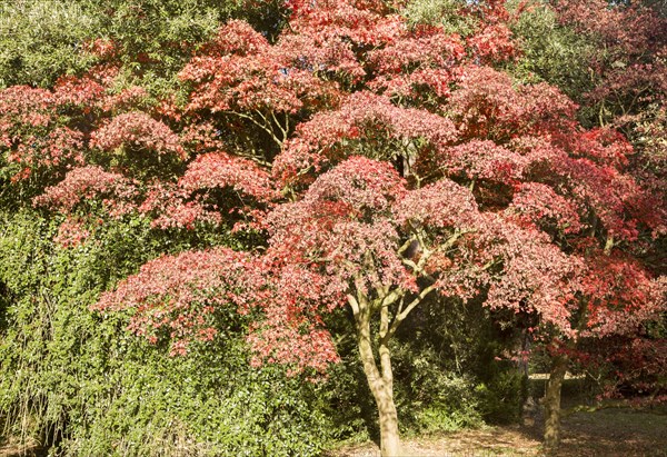 Japanese maple tree in autumn colour, Acer Palmatum, National arboretum, Westonbirt arboretum,