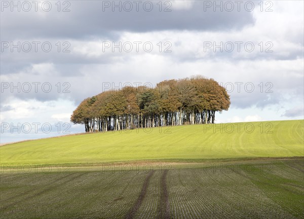 Beech copse on chalk scarp slope landscape on Ridgeway, west of Hackpen Hill, Broad Hinton,