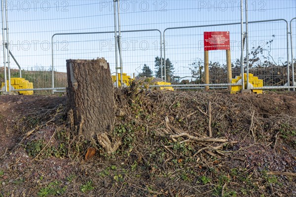 HS2 construction site Crackley Woods, Kenilworth, Warwickshire, England, UK, November 2020, tree