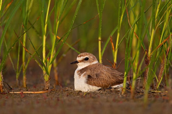 Kentish plover (Charadrius alexandrinus) Female breeding on the ground at the water's edge, Danube