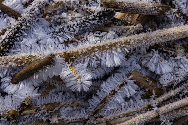 Severe frost has formed bizarre ice formations in the riverbed of the Gottleuba. Ice crystals on