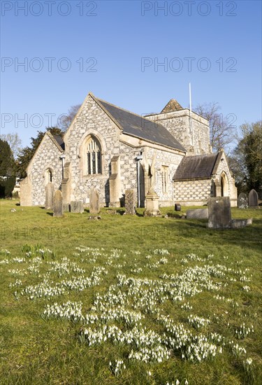 Showdrops in flower in churchyard of village parish church of Saint Thomas A Becket, Tilshead,