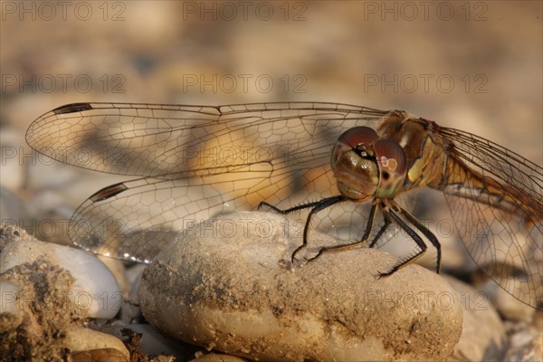 Female vagrant darter (Sympetrum vulgatum), pebble, soil, detail, macro, Warmsee, Illmitz,