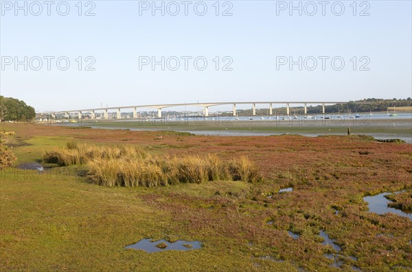 Salt marsh vegetation on foreshore mud exposed low tide view of river and Orwell Bridge, Ipswich,