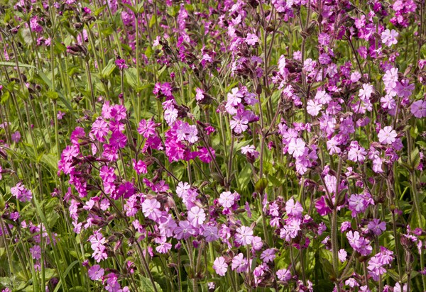 Red campion, Silene dioica, flowering chalk upland grassland Salisbury Plain, near Tilshead,
