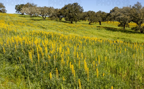 Yellow flowers of lupin plants, Lupine Albus in a field with cork oak trees, Quercus suber, near
