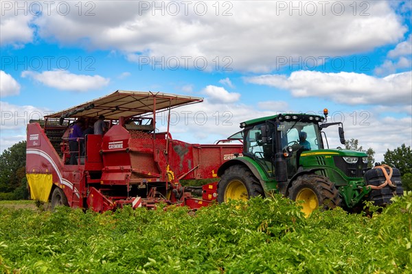 Agriculture harvest of industrial potatoes in the Palatinate. In contrast to table potatoes, these