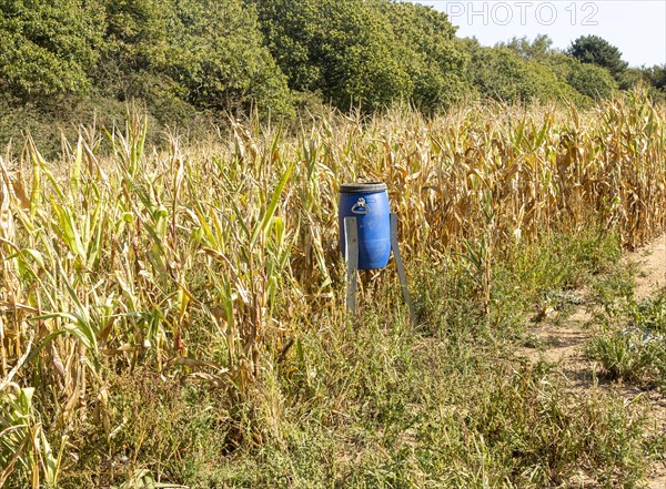 Blue bird feeder bin in sweet corn patch of field for feeding game birds such as pheasants,