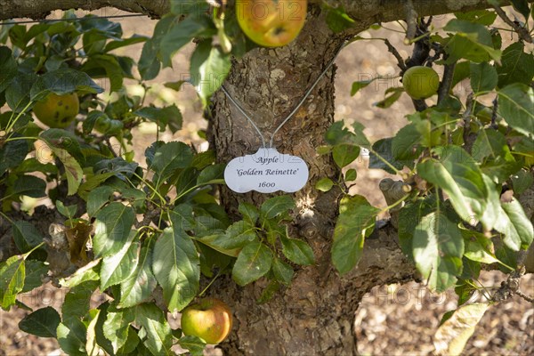 Apple variety Golden Reinette from 1600 in the walled organic Kitchen Garden, Audley End House,