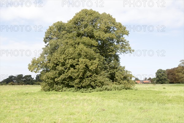 Common lime tree standing alone in field late summer early autumn, Sutton, Suffolk, England, United